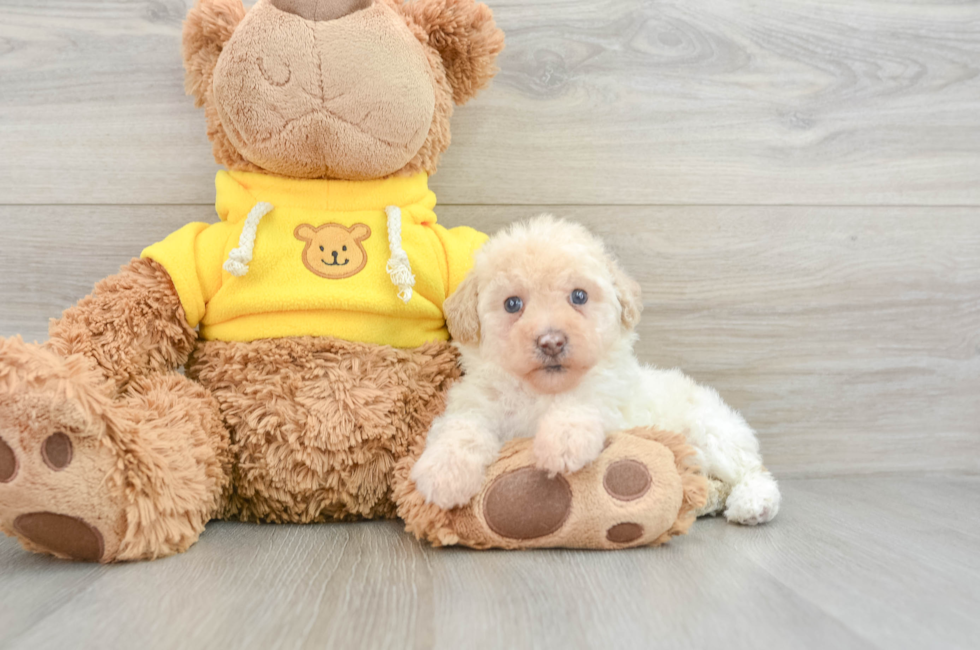 7 week old Mini Aussiedoodle Puppy For Sale - Lone Star Pups