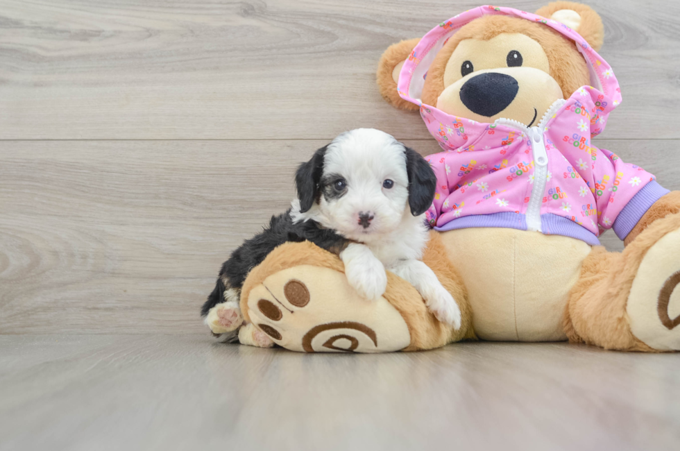 7 week old Mini Aussiedoodle Puppy For Sale - Lone Star Pups