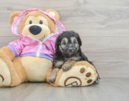 8 week old Mini Aussiedoodle Puppy For Sale - Lone Star Pups