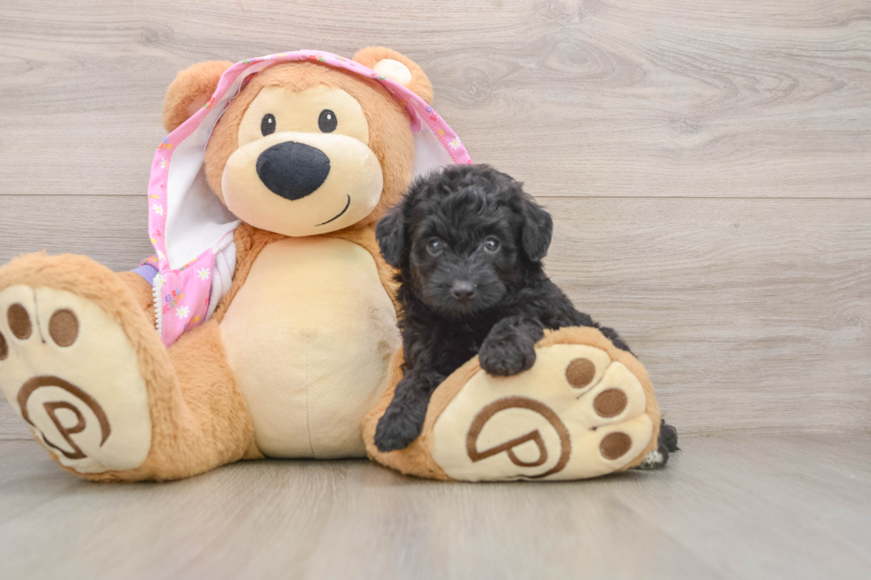 Best Mini Aussiedoodle Baby