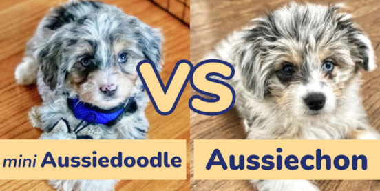 Mini Aussiedoodle vs Aussiechon Comparison