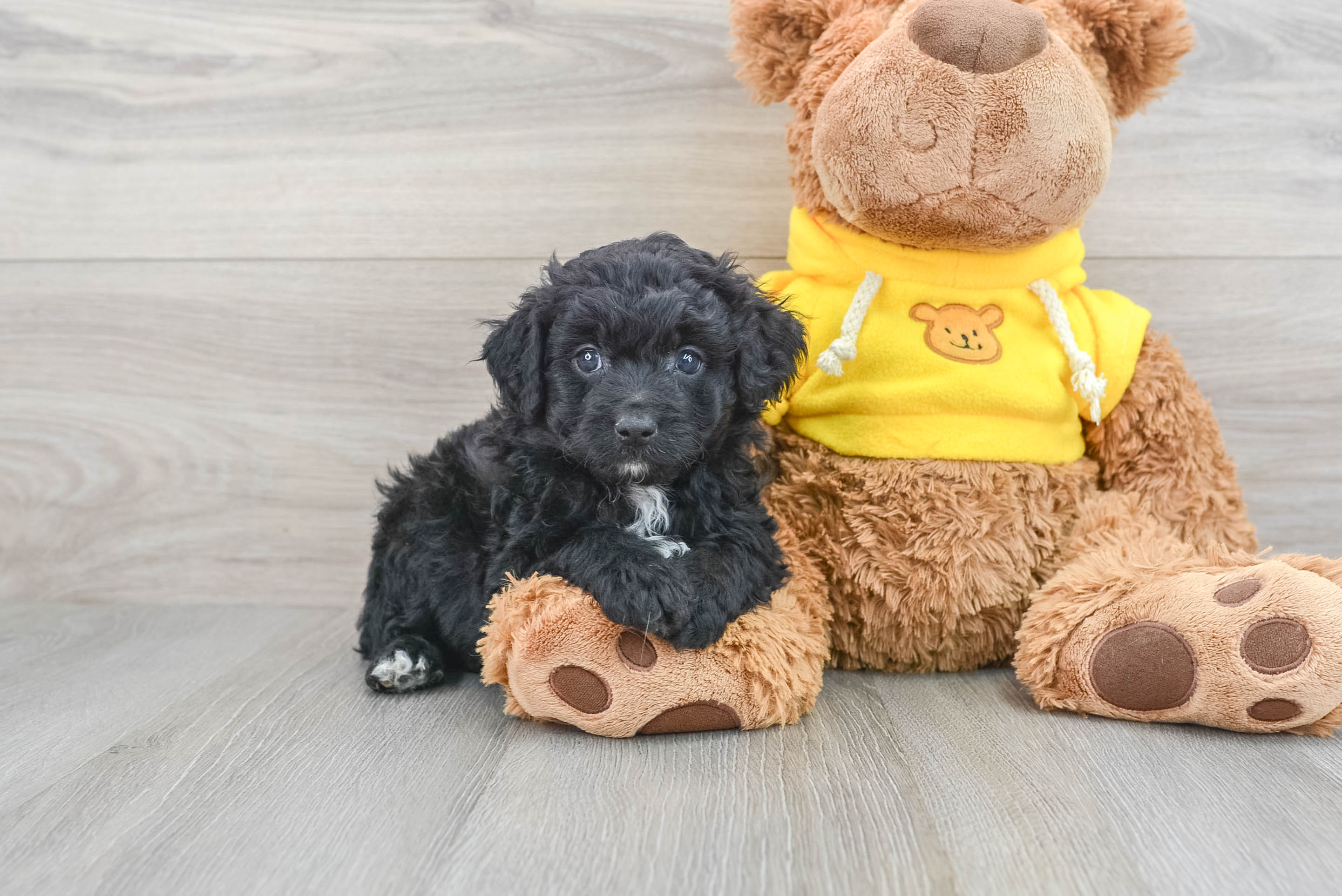 Small Mini Aussiedoodle Baby