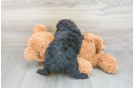 Mini Aussiedoodle Pup Being Cute