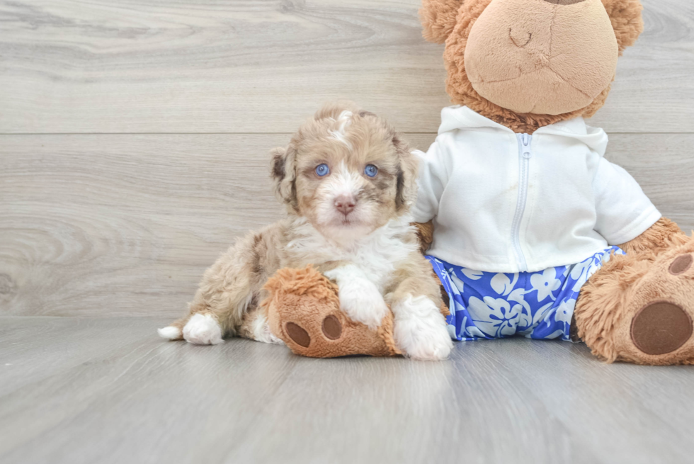 Best Mini Aussiedoodle Baby