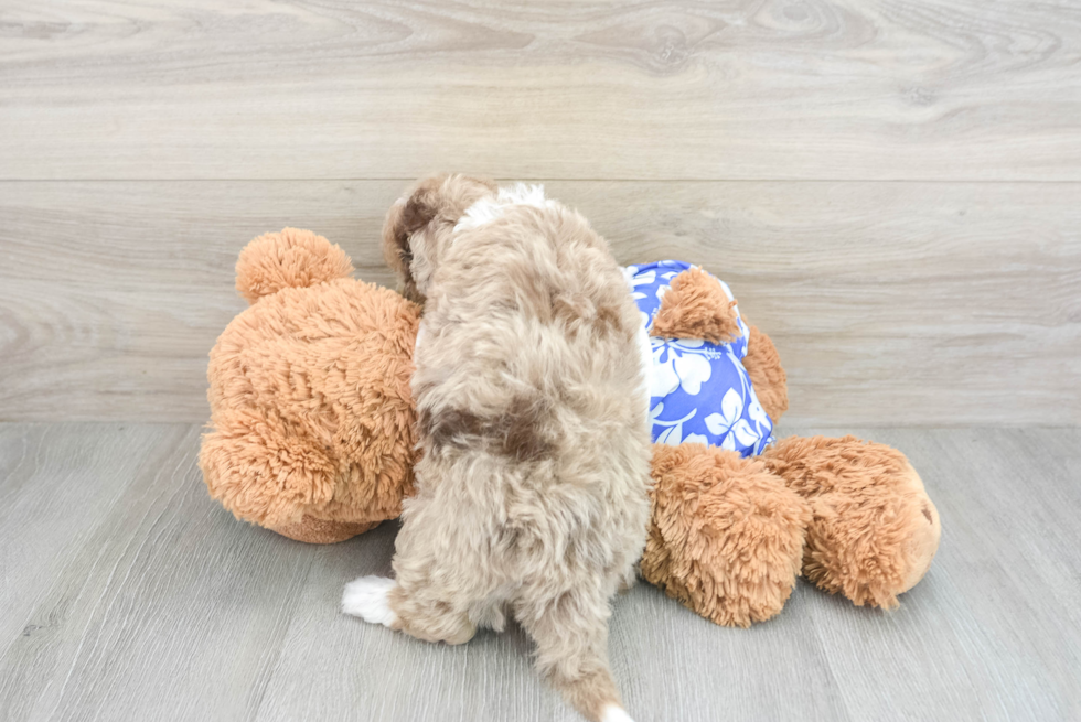 Petite Mini Aussiedoodle Poodle Mix Pup