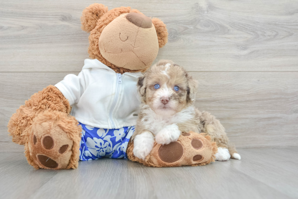 Best Mini Aussiedoodle Baby