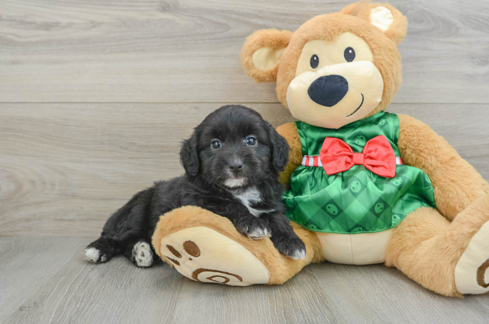 6 week old Mini Aussiedoodle Puppy For Sale - Lone Star Pups