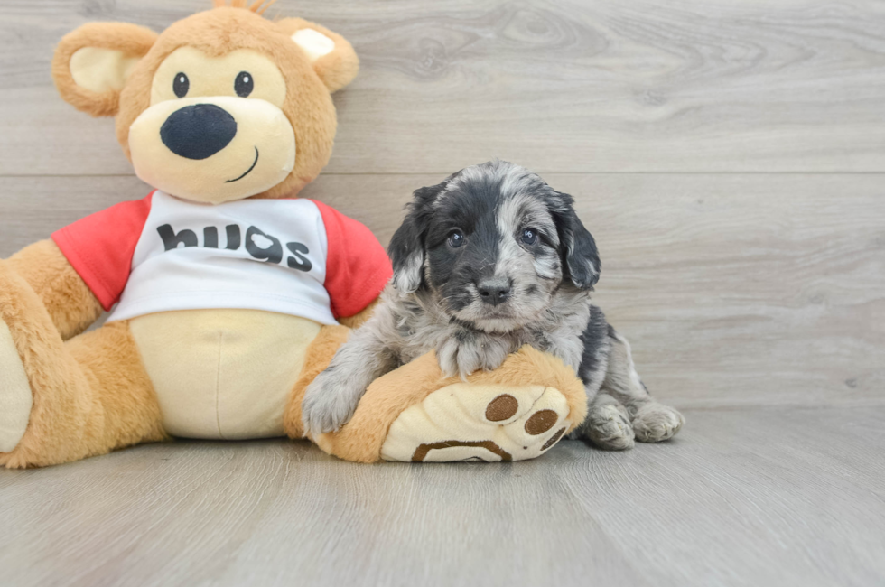 6 week old Mini Aussiedoodle Puppy For Sale - Lone Star Pups