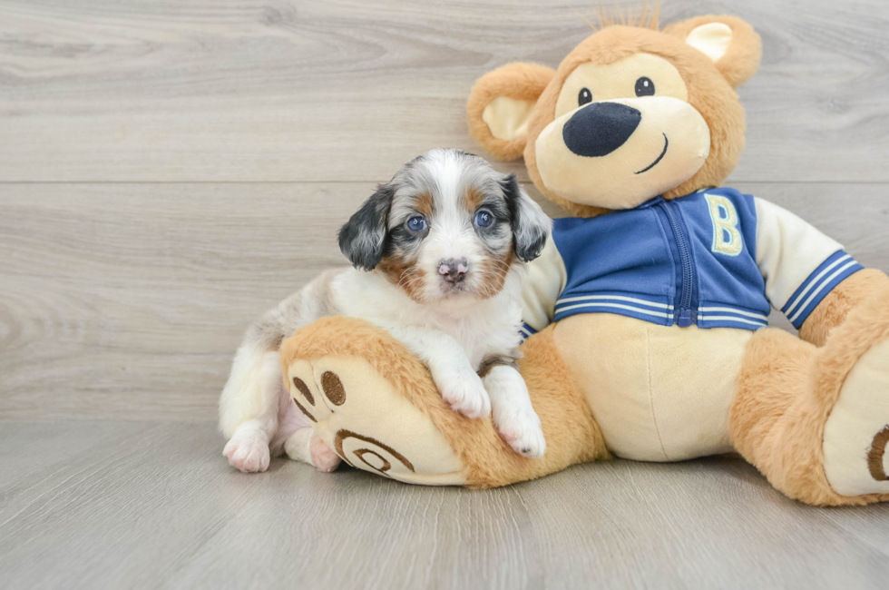 5 week old Mini Aussiedoodle Puppy For Sale - Lone Star Pups