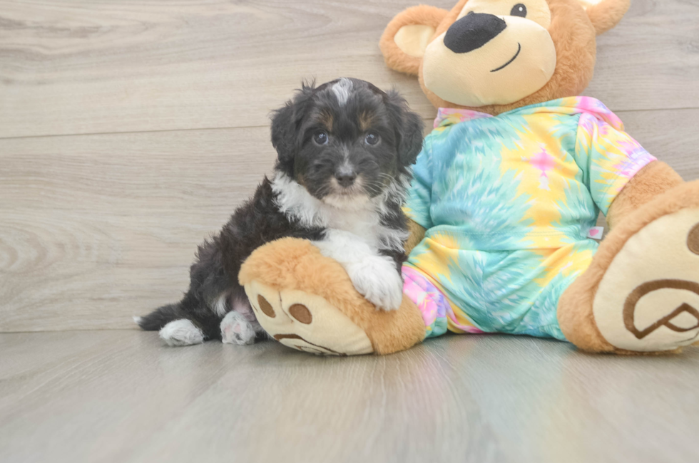 6 week old Mini Aussiedoodle Puppy For Sale - Lone Star Pups