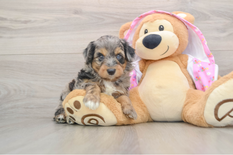 Mini Aussiedoodle Puppy for Adoption