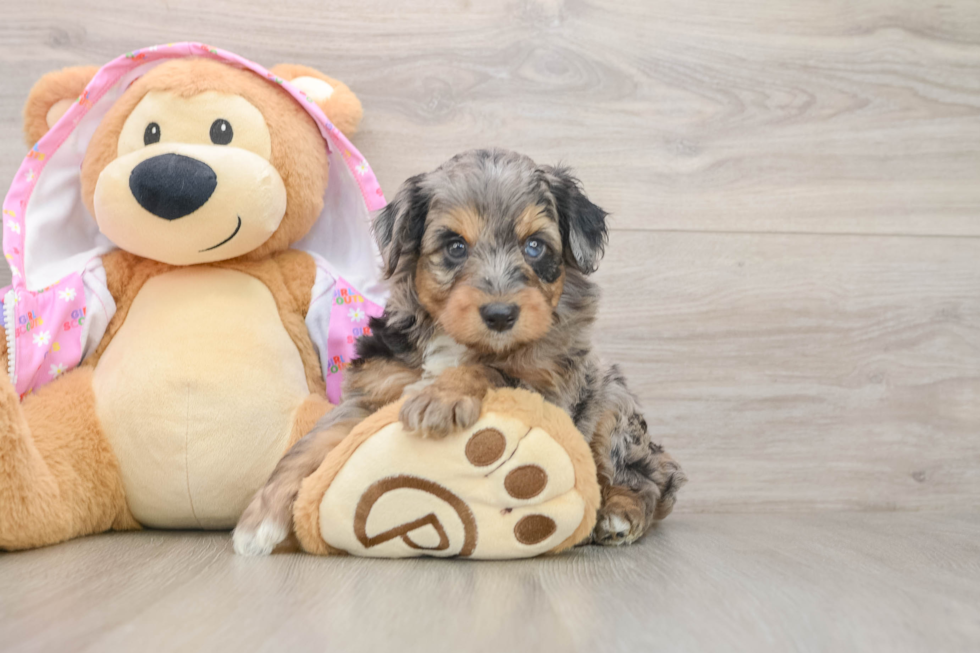 Happy Mini Aussiedoodle Baby