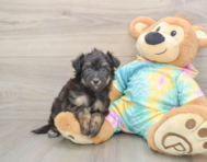 7 week old Mini Aussiedoodle Puppy For Sale - Lone Star Pups
