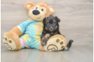 Mini Aussiedoodle Puppy for Adoption