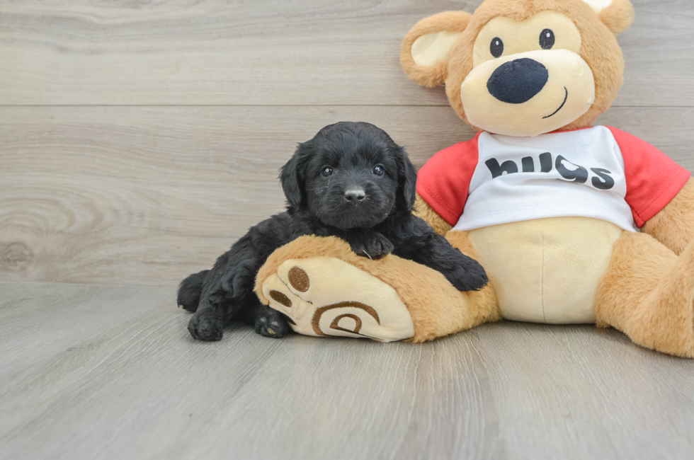 6 week old Mini Aussiedoodle Puppy For Sale - Lone Star Pups