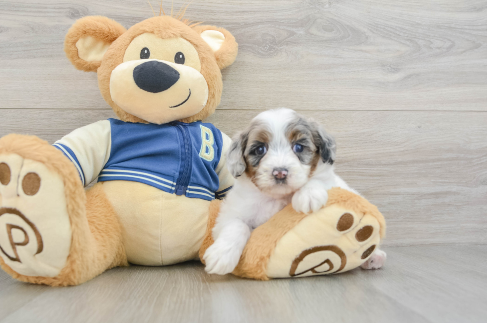 5 week old Mini Aussiedoodle Puppy For Sale - Lone Star Pups