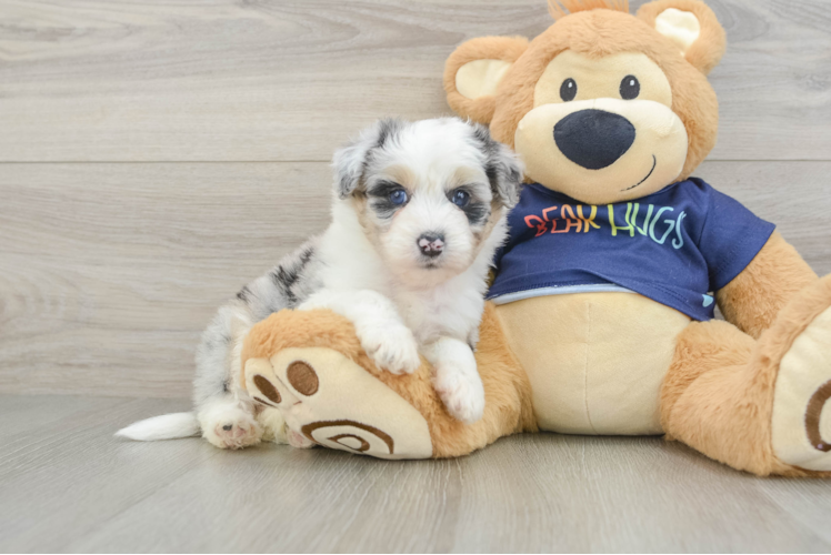 Cute Mini Aussiedoodle Baby