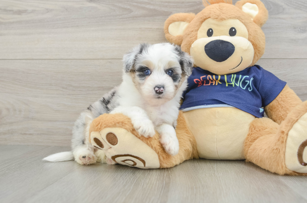 5 week old Mini Aussiedoodle Puppy For Sale - Lone Star Pups