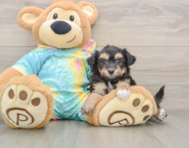 7 week old Mini Aussiedoodle Puppy For Sale - Lone Star Pups