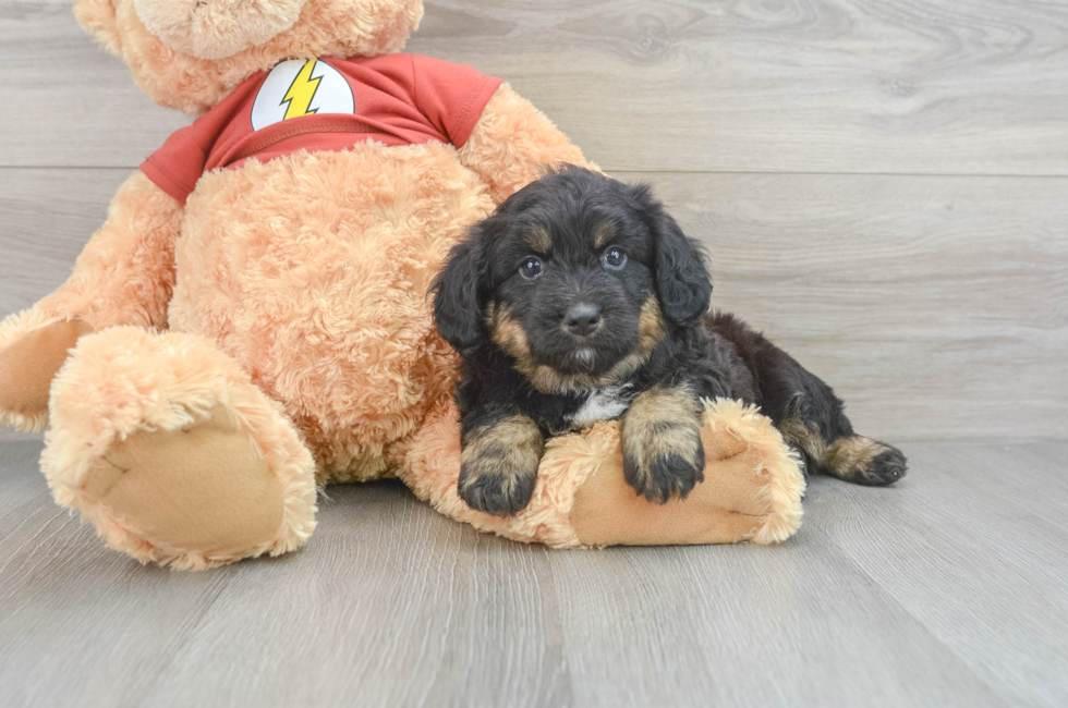 6 week old Mini Aussiedoodle Puppy For Sale - Lone Star Pups