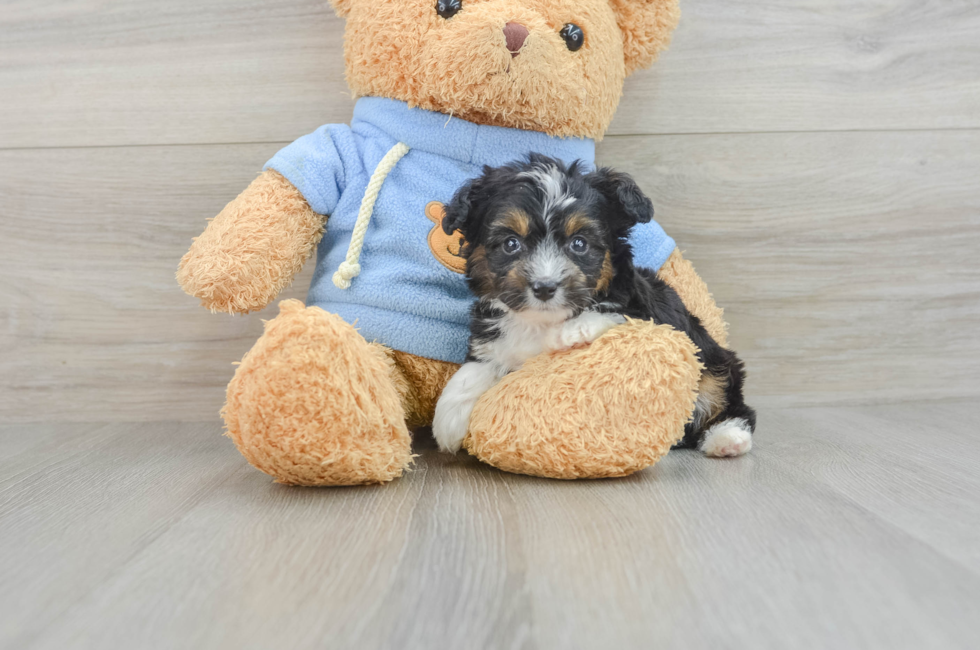 7 week old Mini Aussiedoodle Puppy For Sale - Lone Star Pups