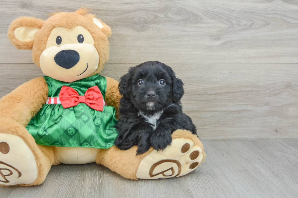 6 week old Mini Aussiedoodle Puppy For Sale - Lone Star Pups