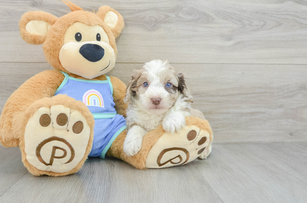 6 week old Mini Aussiedoodle Puppy For Sale - Lone Star Pups