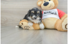 Fluffy Mini Aussiedoodle Poodle Mix Pup