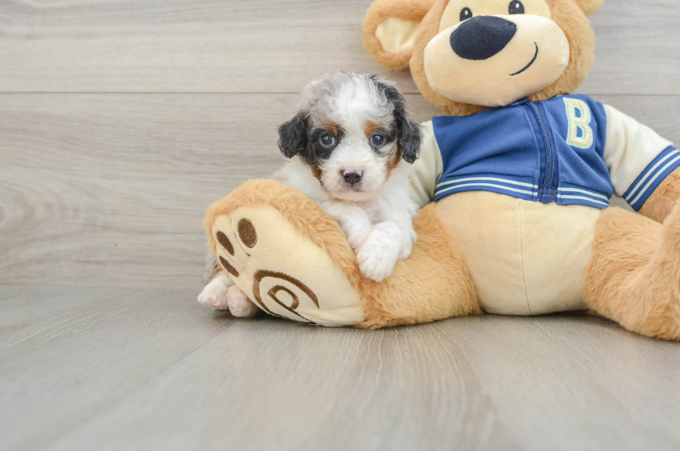 5 week old Mini Aussiedoodle Puppy For Sale - Lone Star Pups