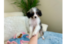 Cute Mini Aussiepoo Poodle Mix Puppy