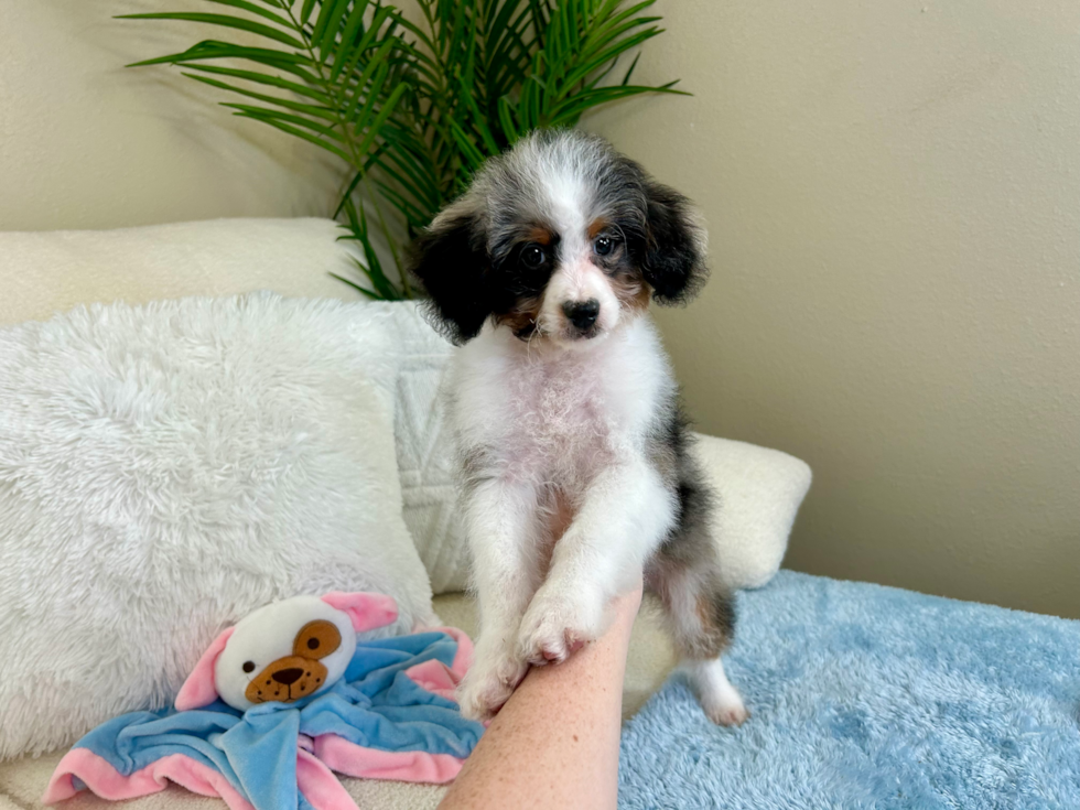 Cute Mini Aussiepoo Poodle Mix Puppy