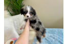 Mini Aussiedoodle Pup Being Cute