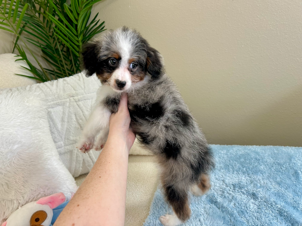 Mini Aussiedoodle Pup Being Cute
