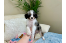 Cute Mini Aussiedoodle Poodle Mix Pup
