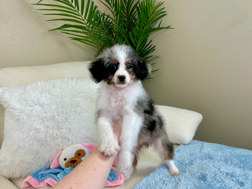Cute Mini Aussiedoodle Poodle Mix Pup