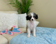 11 week old Mini Aussiedoodle Puppy For Sale - Lone Star Pups