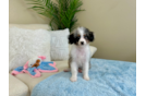 Cute Aussiepoo Poodle Mix Puppy
