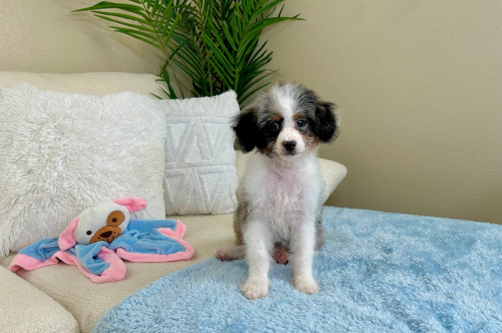 11 week old Mini Aussiedoodle Puppy For Sale - Lone Star Pups