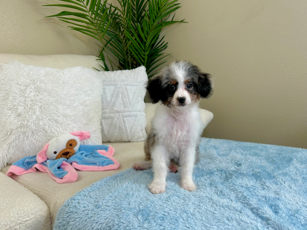 Cute Mini Aussiepoodle Poodle Mix Puppy