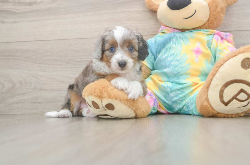6 week old Mini Aussiedoodle Puppy For Sale - Lone Star Pups