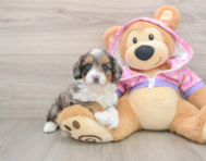 7 week old Mini Aussiedoodle Puppy For Sale - Lone Star Pups