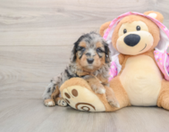 6 week old Mini Aussiedoodle Puppy For Sale - Lone Star Pups
