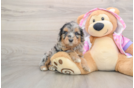 Popular Mini Aussiedoodle Poodle Mix Pup