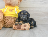 8 week old Mini Aussiedoodle Puppy For Sale - Lone Star Pups