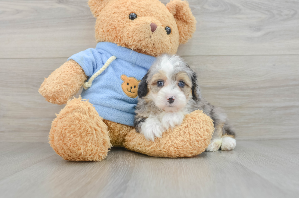 7 week old Mini Aussiedoodle Puppy For Sale - Lone Star Pups