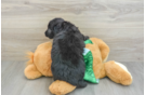 Smart Mini Aussiedoodle Poodle Mix Pup