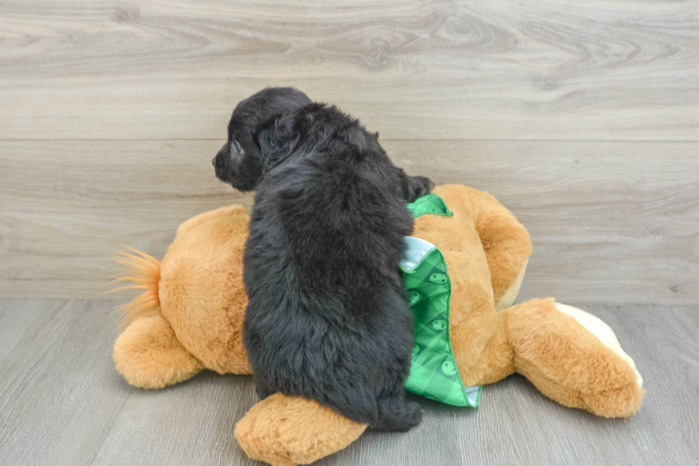 Smart Mini Aussiedoodle Poodle Mix Pup