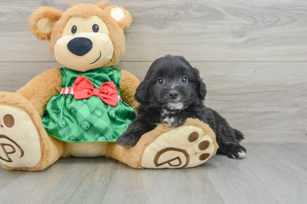 6 week old Mini Aussiedoodle Puppy For Sale - Lone Star Pups