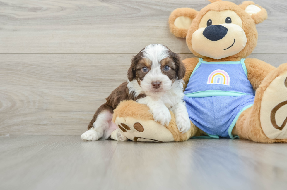 6 week old Mini Aussiedoodle Puppy For Sale - Lone Star Pups