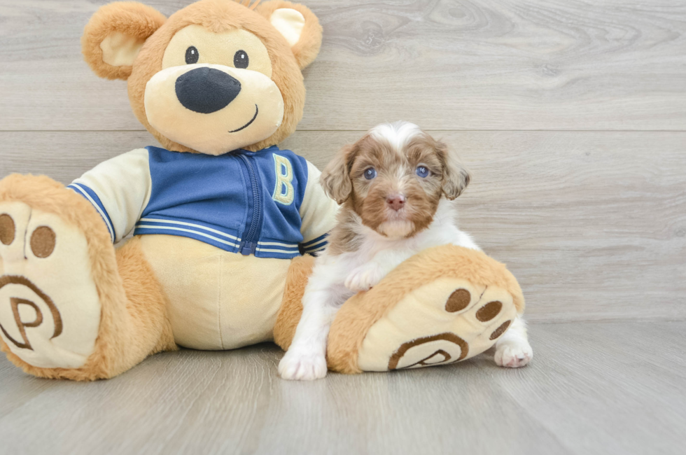 5 week old Mini Aussiedoodle Puppy For Sale - Lone Star Pups